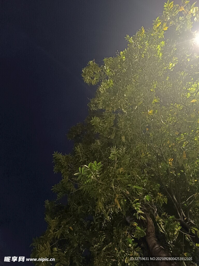 夜晚灯光下的葱郁树木
