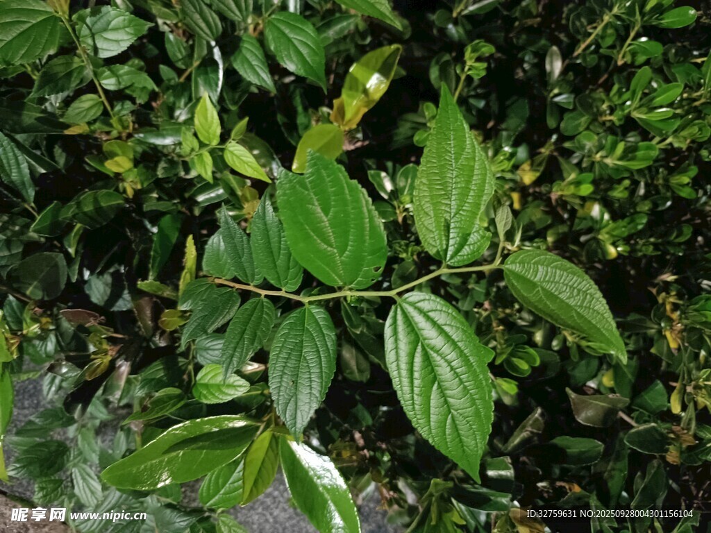 翠绿叶片的繁茂植物