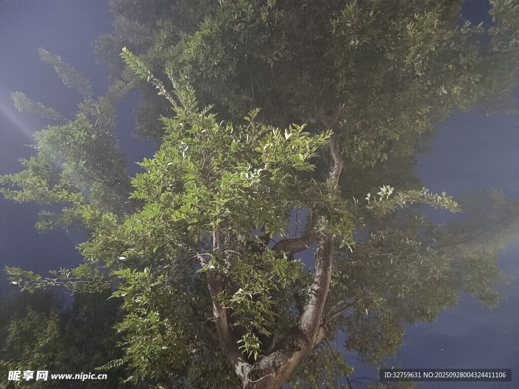 阳光穿透枝叶的森林景象