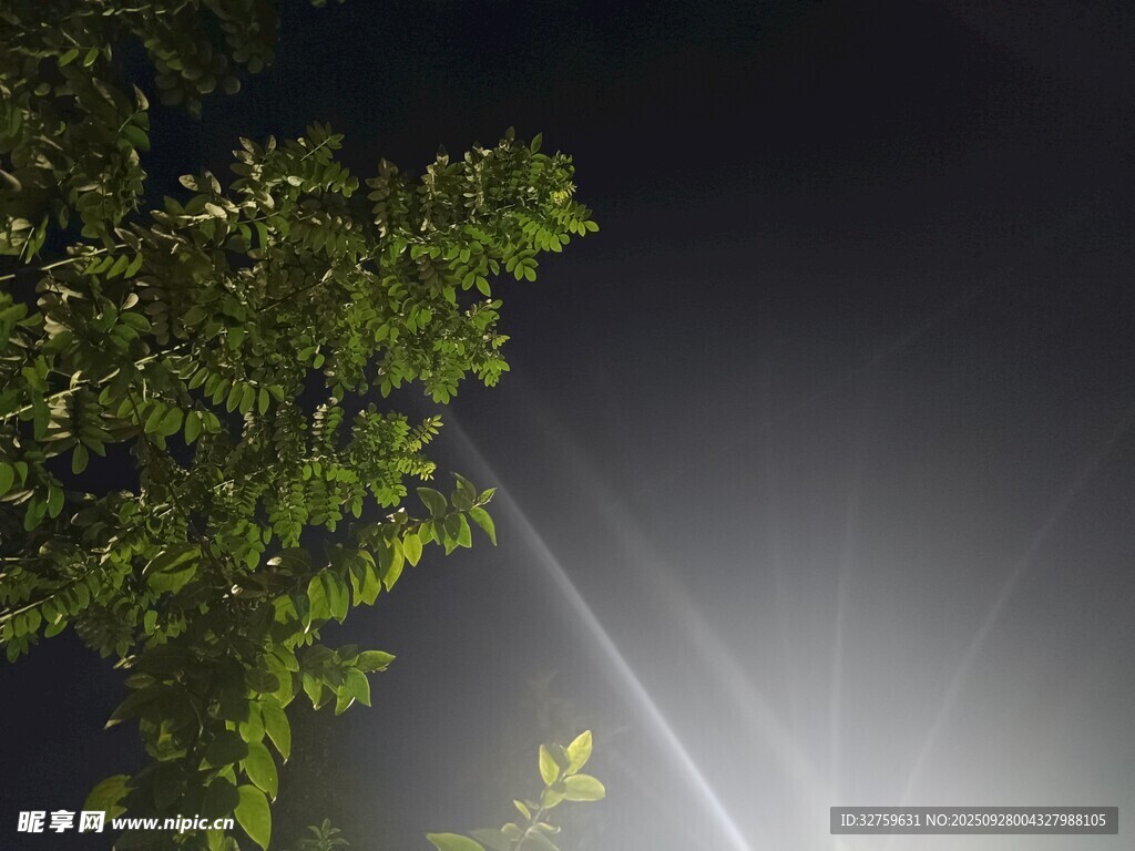 夜空下的绿植与光束