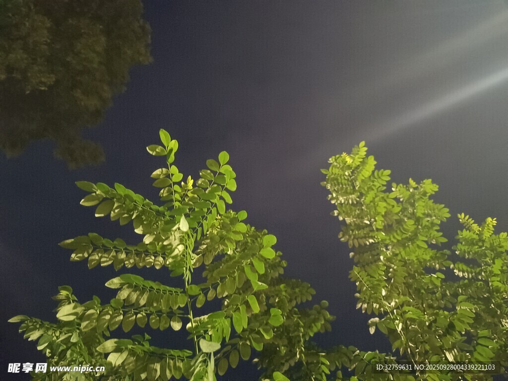 夜幕下的葱郁绿植