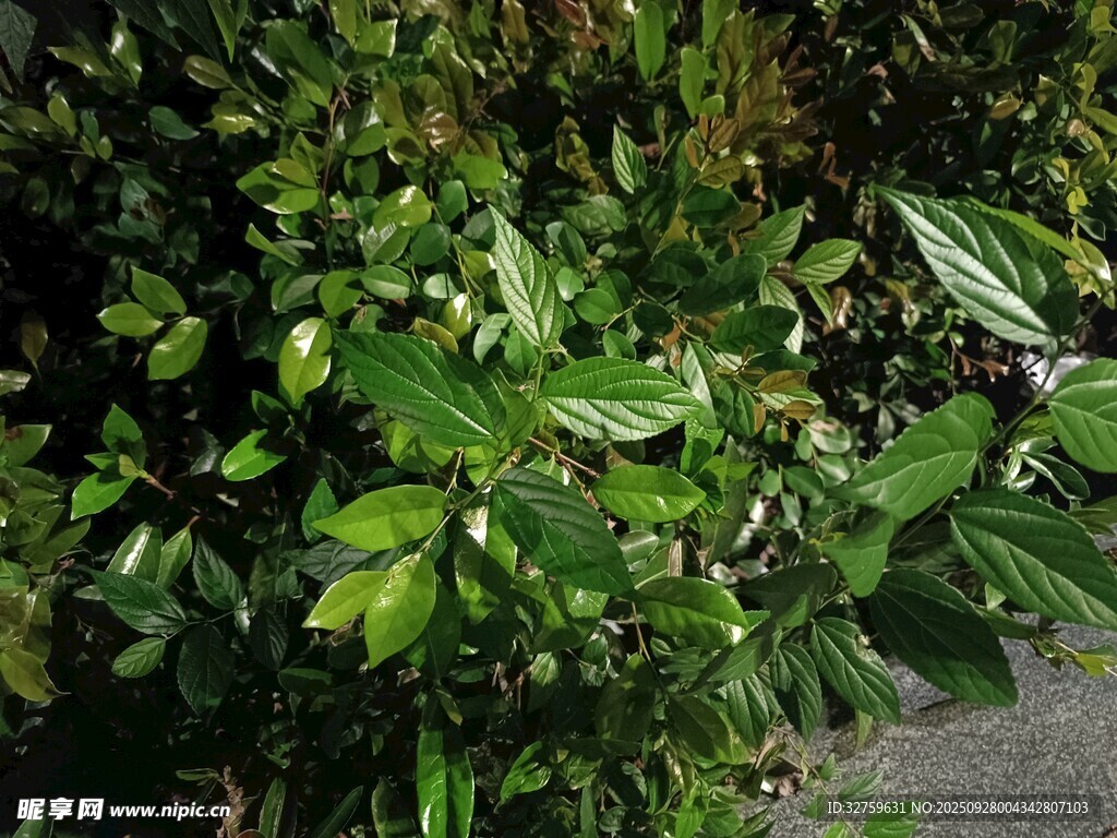 绿叶繁茂的植物景观