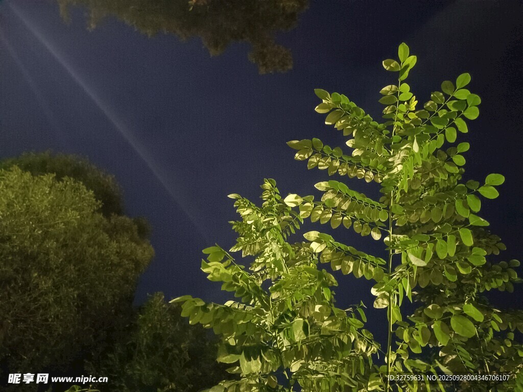 湖畔绿植