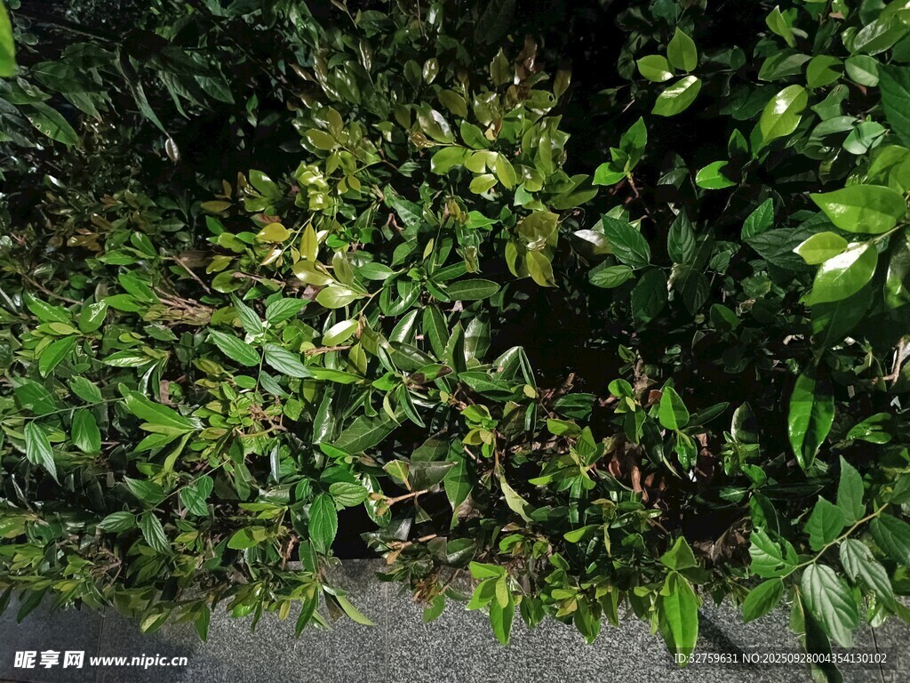 繁茂绿植景观