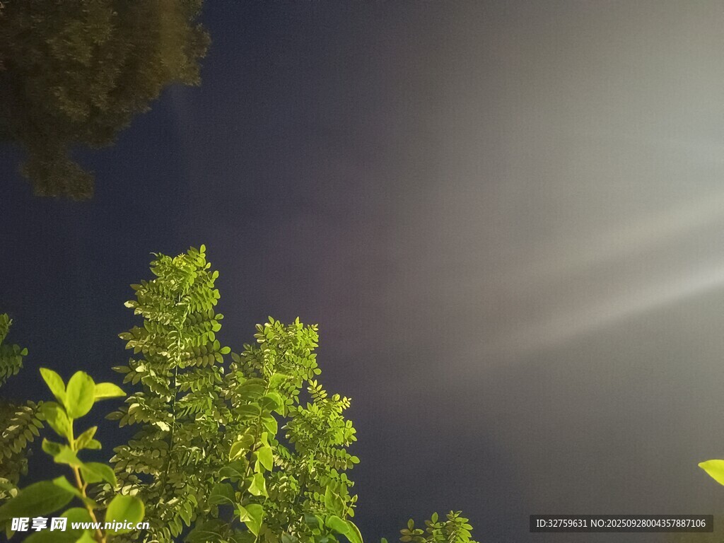 夜空下的翠绿树梢