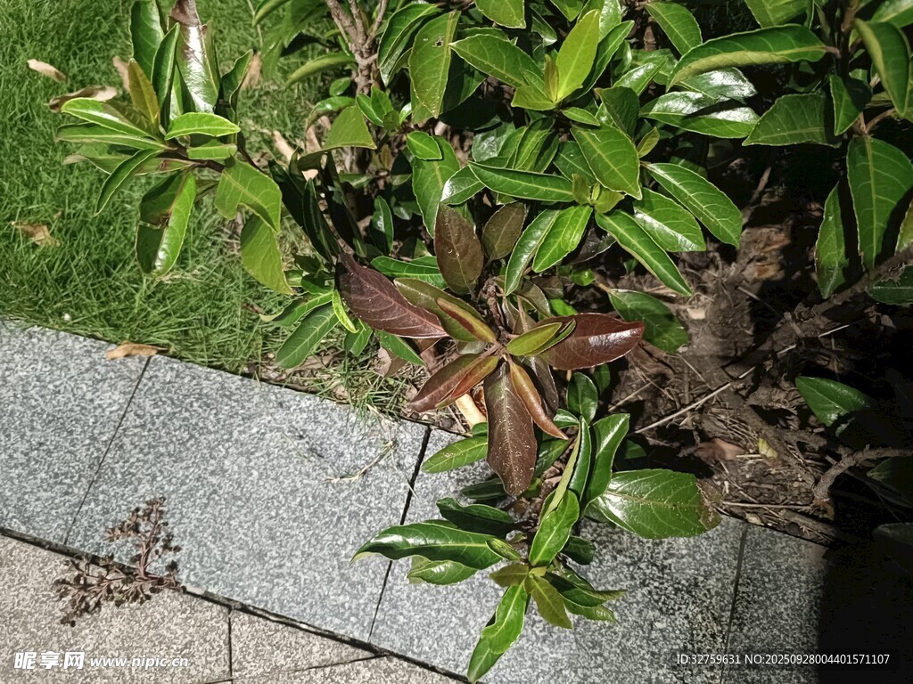 路边绿植特写