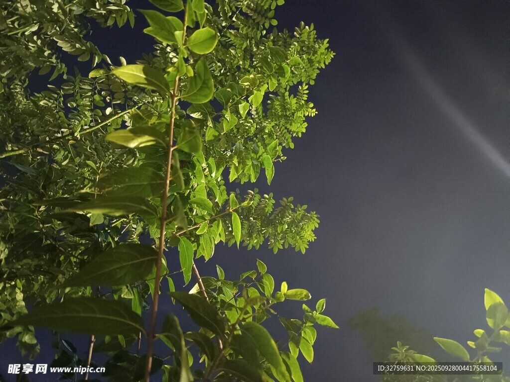 夜空下的翠绿枝叶