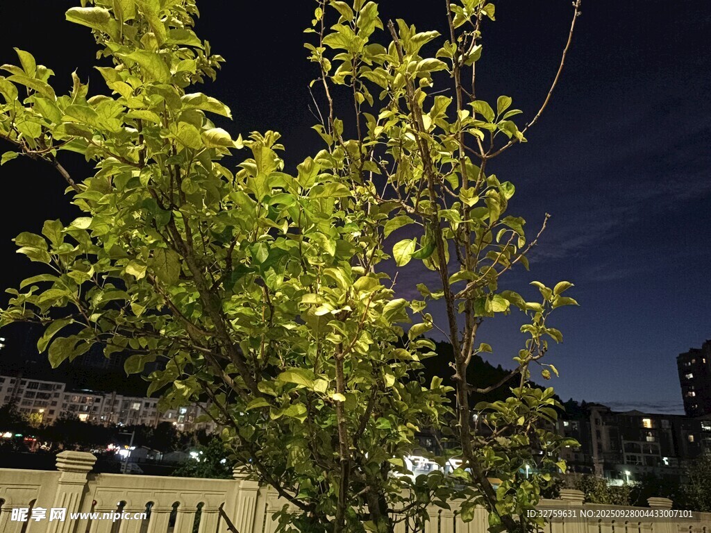 夜晚中的葱郁绿树