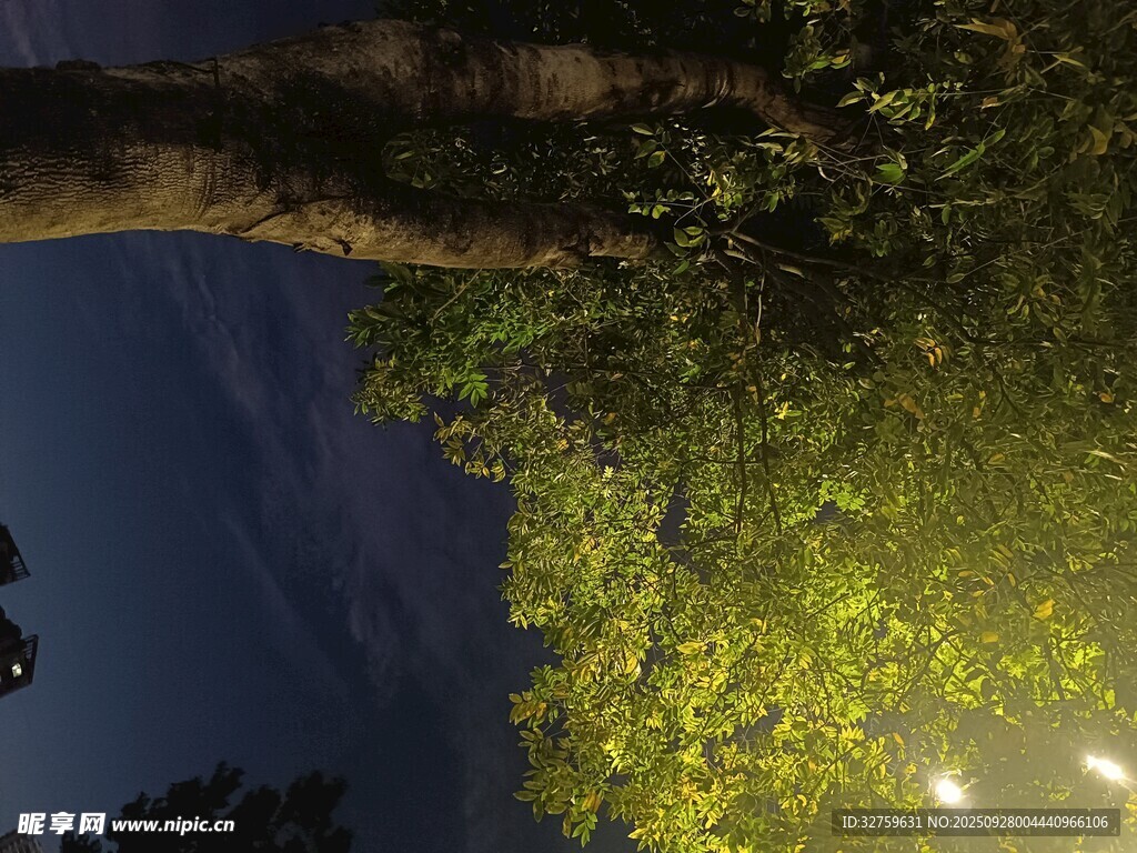 夜晚树下灯光映照绿植