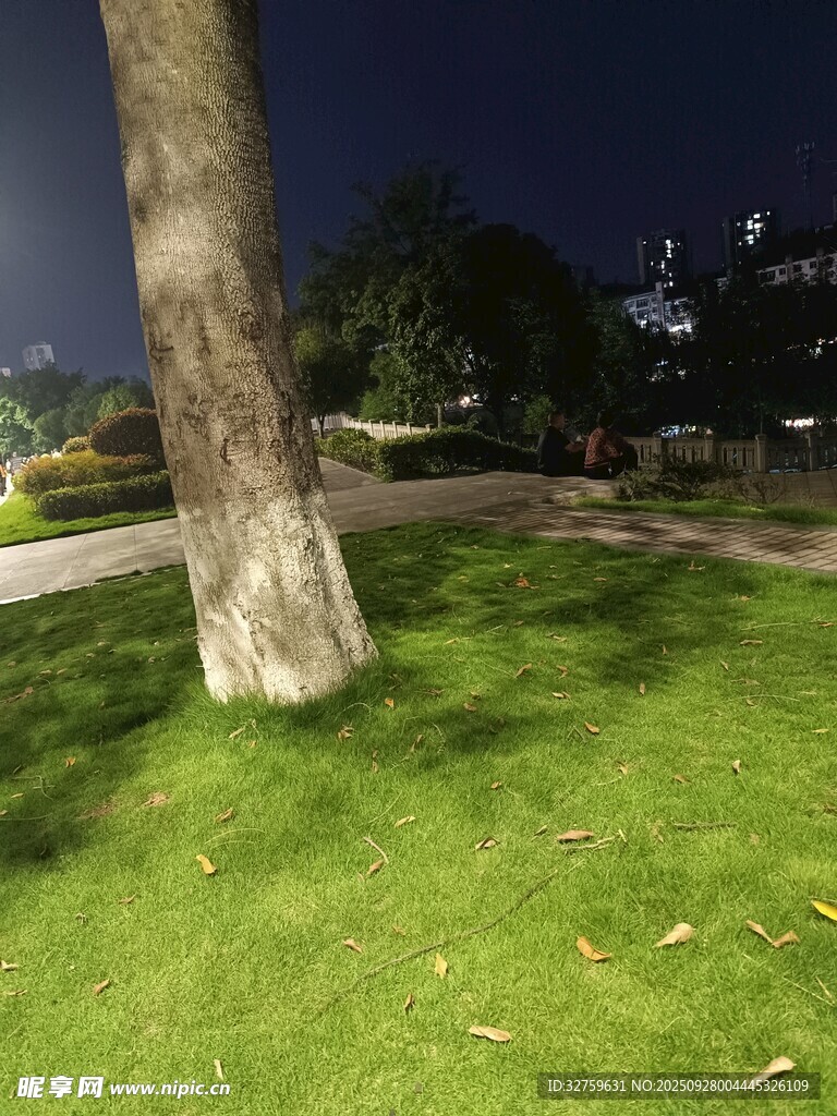 夜晚树下的翠绿草坪