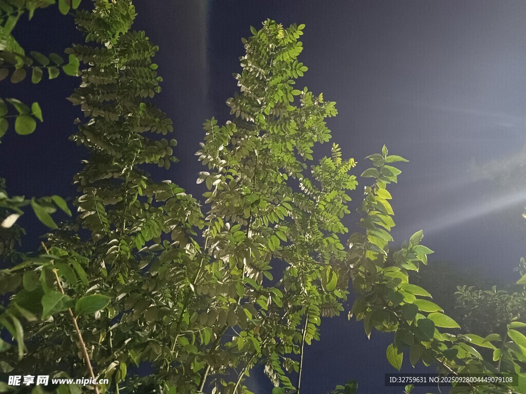 夜空中的葱郁树木