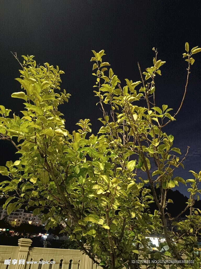 夜间翠绿枝叶特写