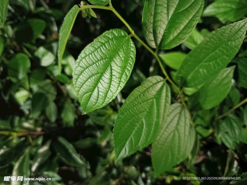 翠绿叶片的植物特写