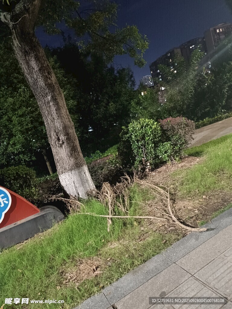 夜晚路边树木根系突出景象
