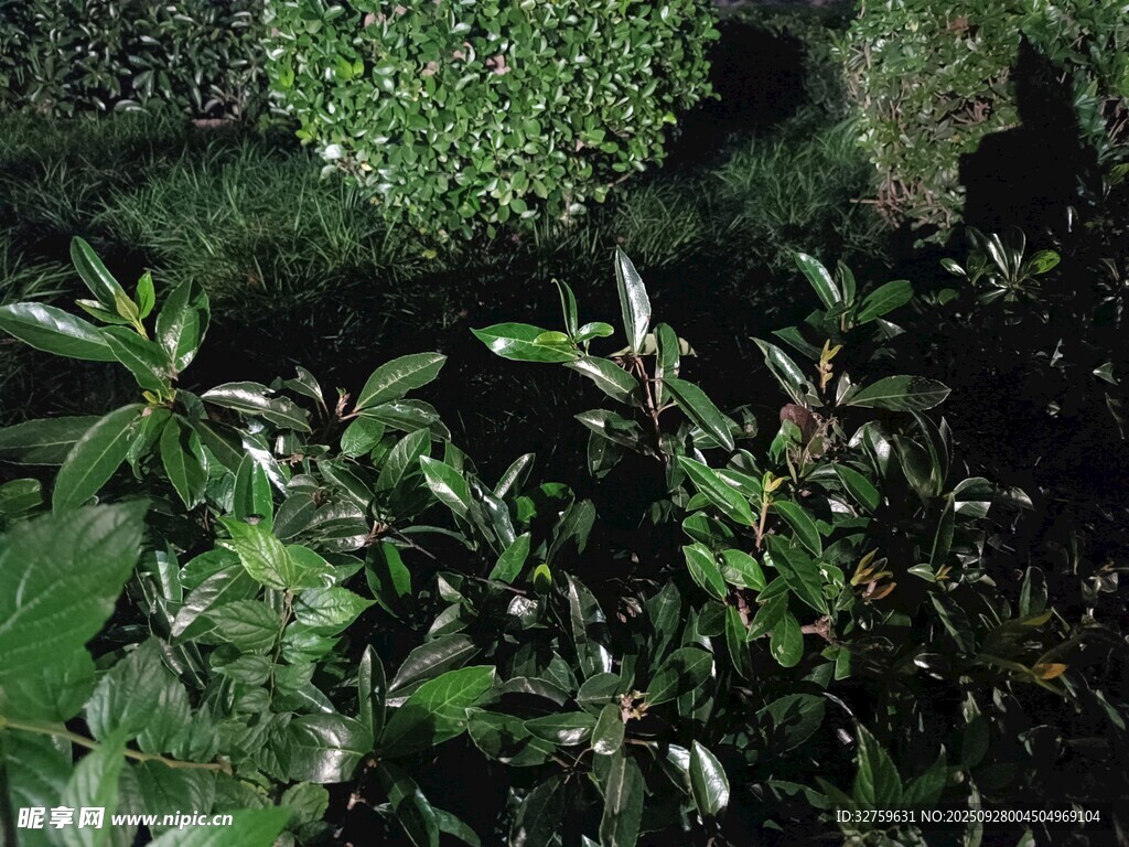 夜间绿植景象