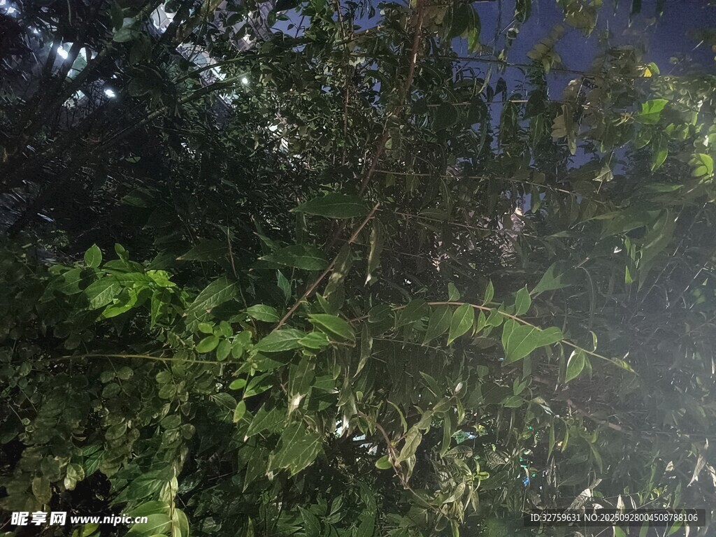 繁茂绿树间的光影景致