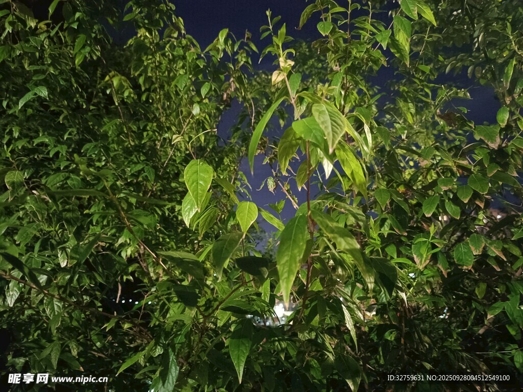 夜幕下繁茂的绿植景观