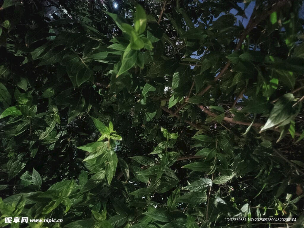 茂密绿植间的生机景象