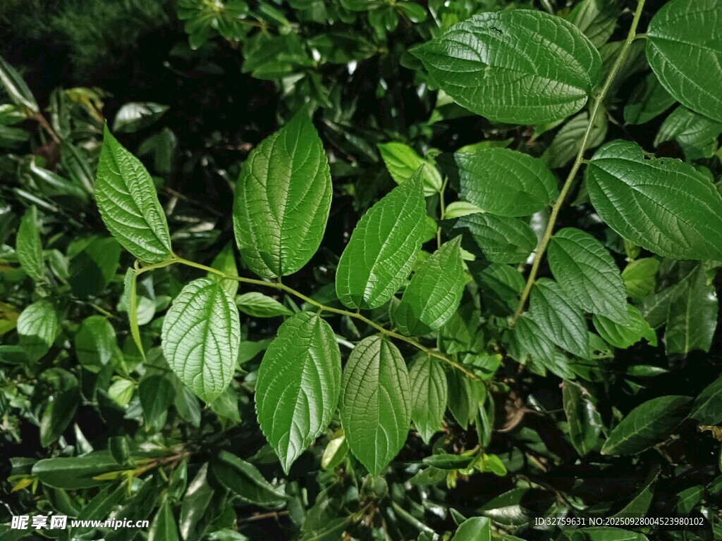 翠绿枝叶特写