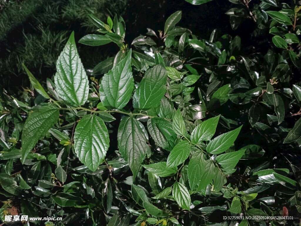 夜间的翠绿植物