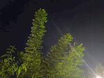 夜中绿植 