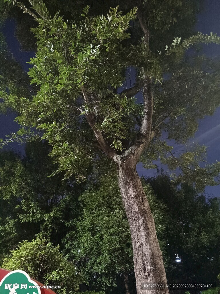 夜下挺拔树木