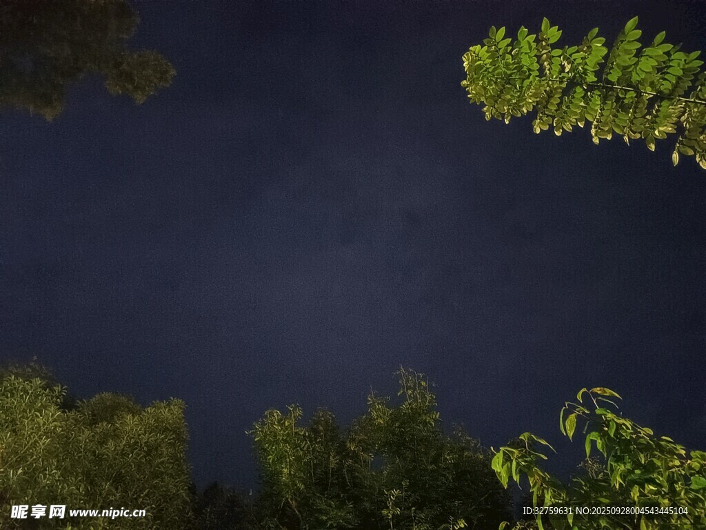 夜空下的绿树景观