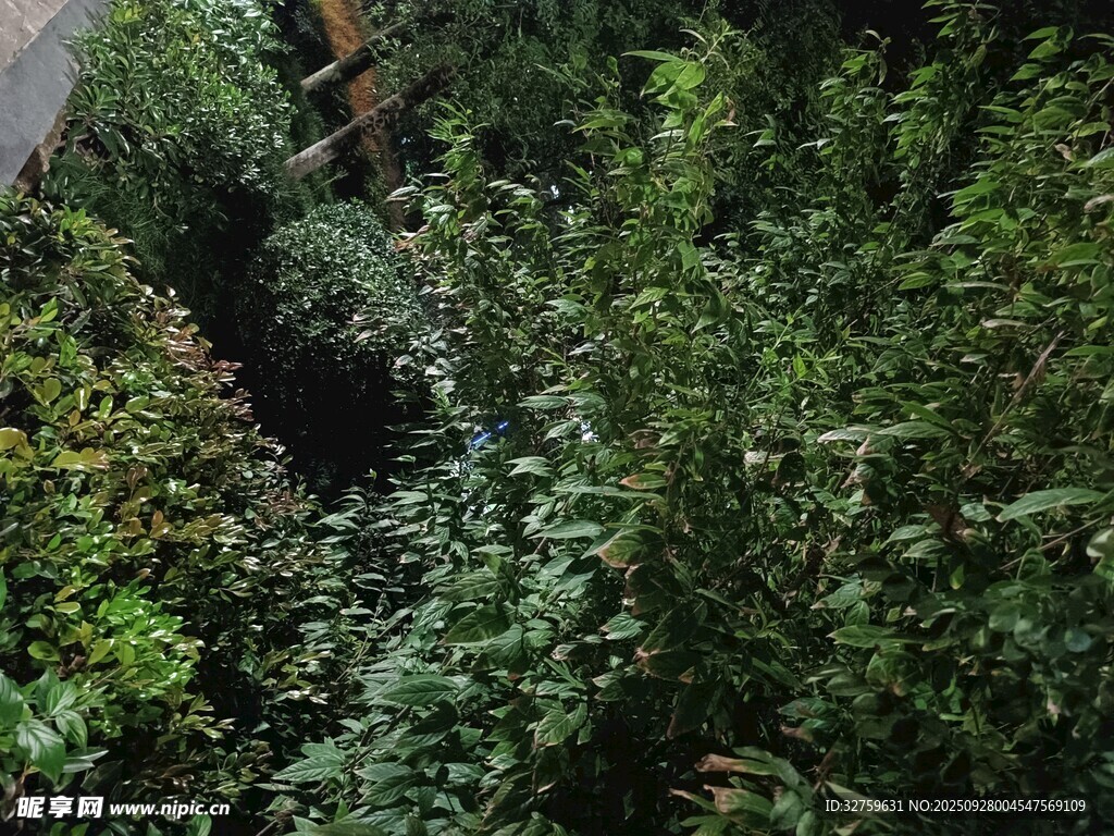 茂密绿植景观