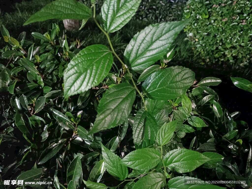 翠绿叶片的生机植物
