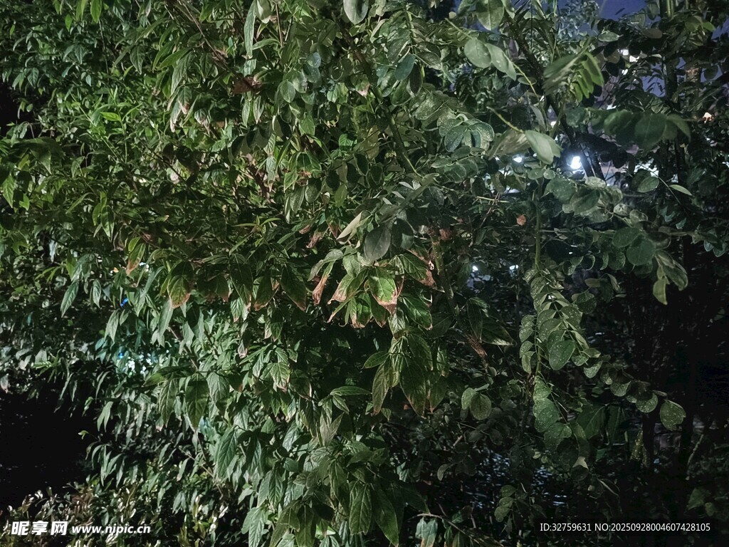 茂密葱郁的绿色树木景观