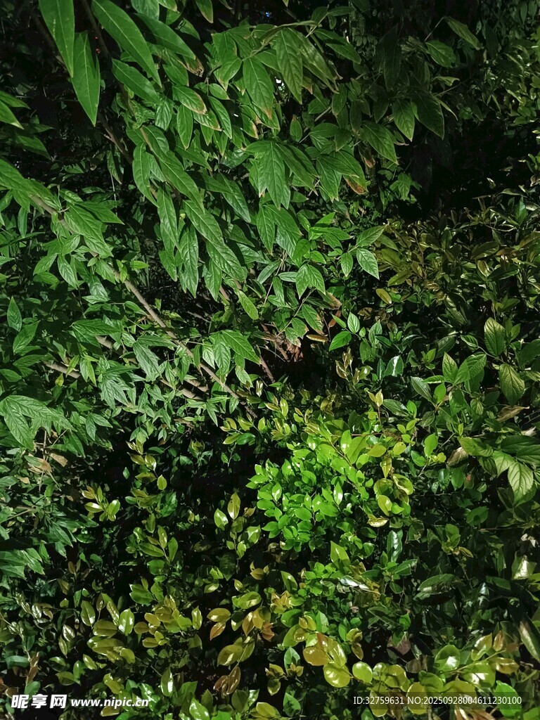 茂密丛林中的绿色植物景观
