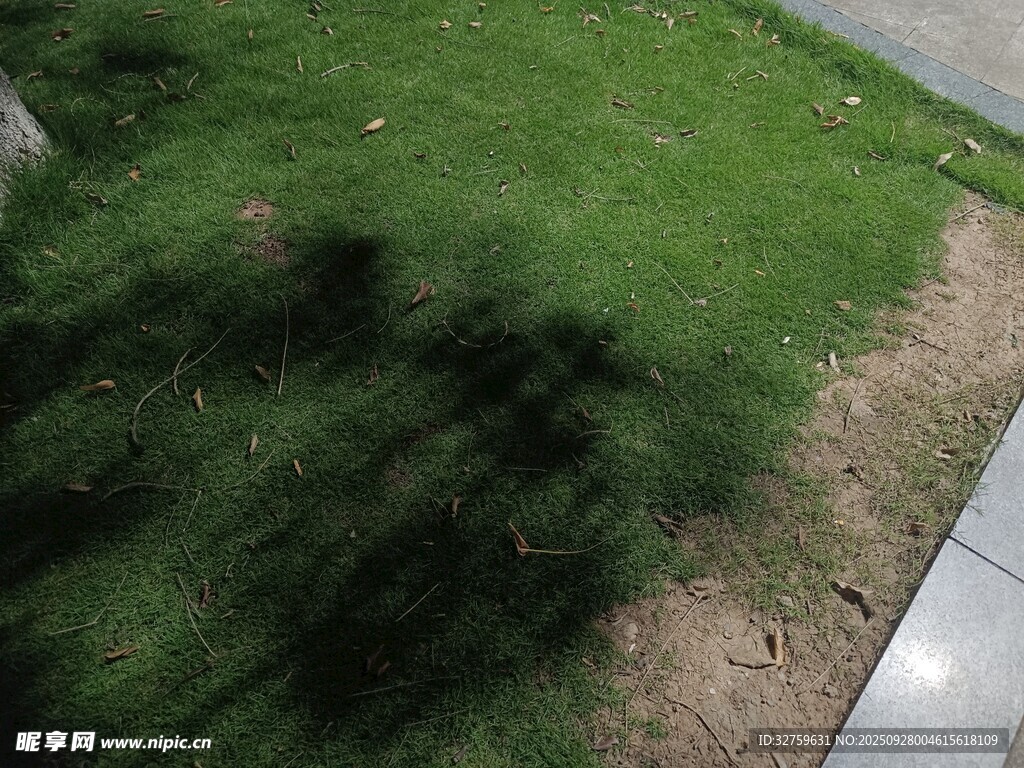 路边翠绿草地局部画面