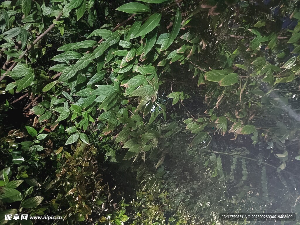 茂密丛林中的绿植景观