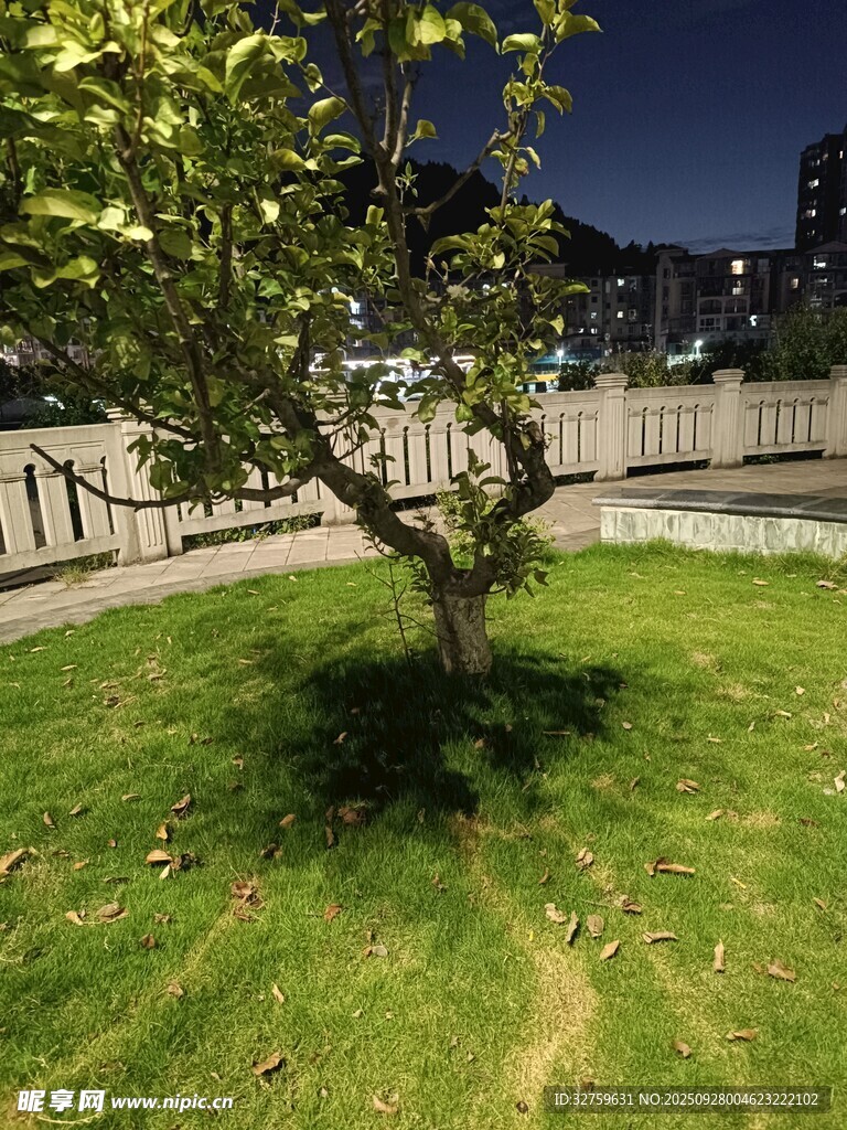 夜晚草坪上的孤独小树