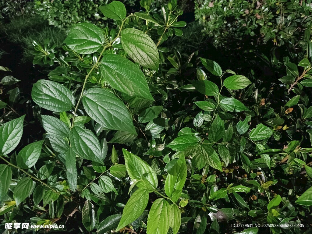 繁茂绿植 