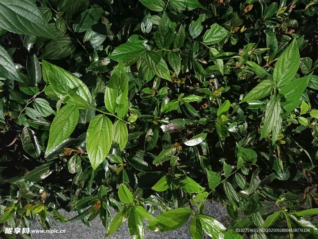 繁茂绿植