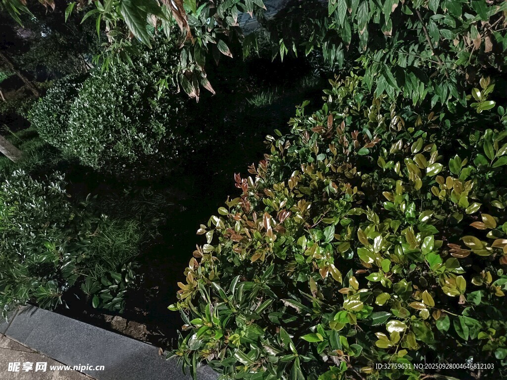 绿意盎然的灌木丛景观