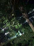 夜晚树林间的街道景观