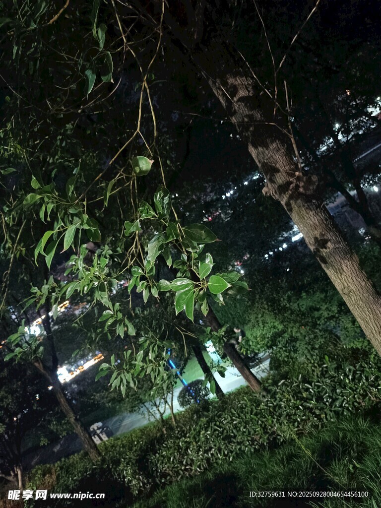 夜晚树林间的街道景观