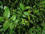 茂密绿植景观