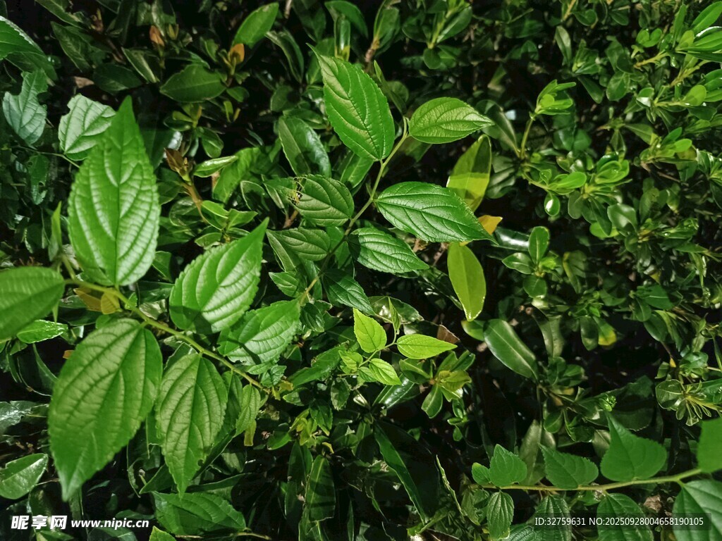 茂密绿植景观