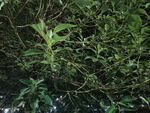 茂密丛林中的绿色植物