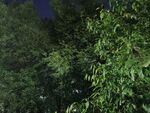 夜晚茂密树林景象
