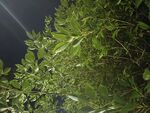 夜间绿植特写