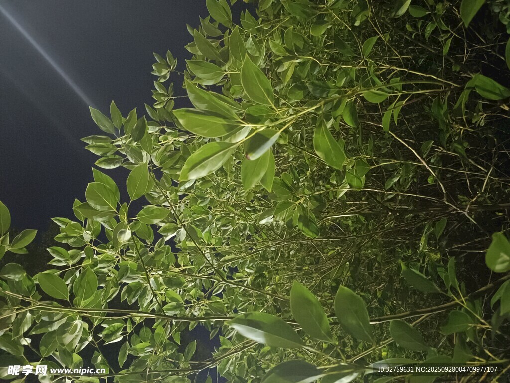 夜间绿植特写