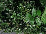 翠绿繁茂的植物叶片