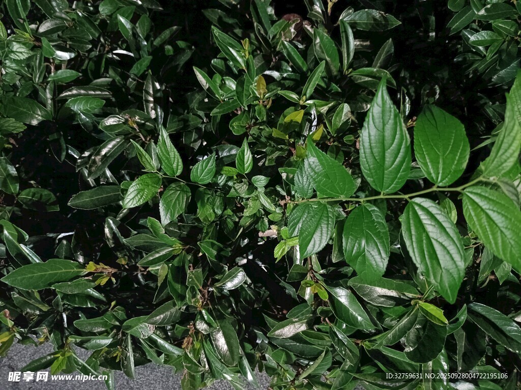 翠绿繁茂的植物叶片
