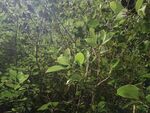 茂密丛林中的繁茂绿植