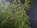 夜间绿植特写