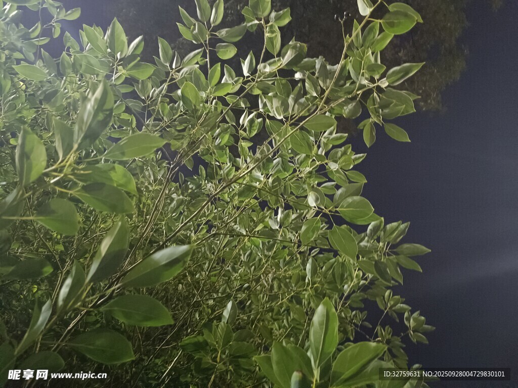 夜间绿植特写